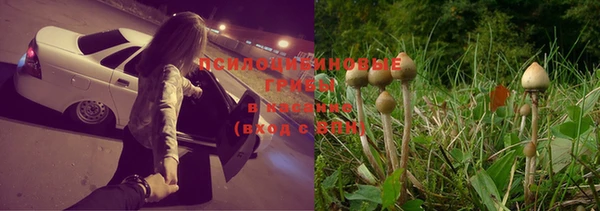 шишки Аркадак